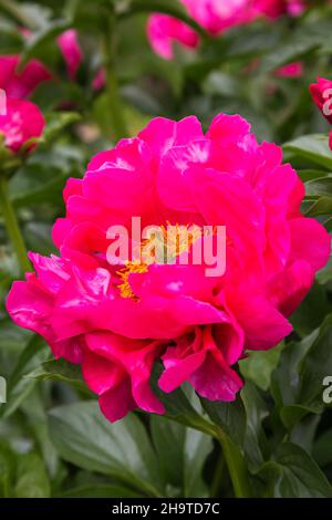 Paeonia 'Paula Fay' - Pfingstrose. Stockfoto