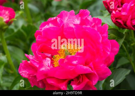 Paeonia 'Paula Fay' - Pfingstrose. Stockfoto