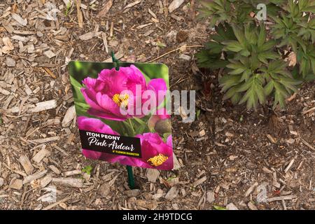 Paeonia 'Pink ardor' - Pflanzenanhänger Itoh Peony. Stockfoto