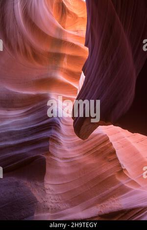 Page, Arizona, USA. Die farbenfrohen Sandsteinwände des Lower Antelope Canyon aus Navajo-Sandstein wurden vom Wasser zu abstrakten Mustern geformt. Stockfoto