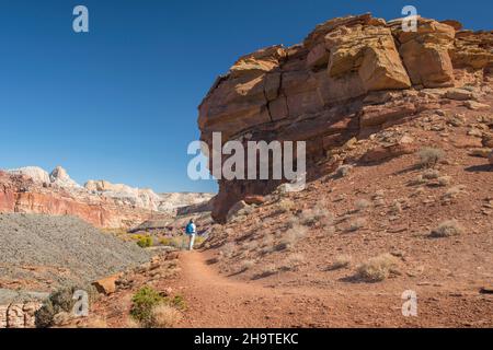 Fruita, Capitol Reef National Park, Utah, USA. Wanderer auf dem Fremont River Trail, der im Herbst vor den überhängenden Sandsteinfelsen staunt. Stockfoto