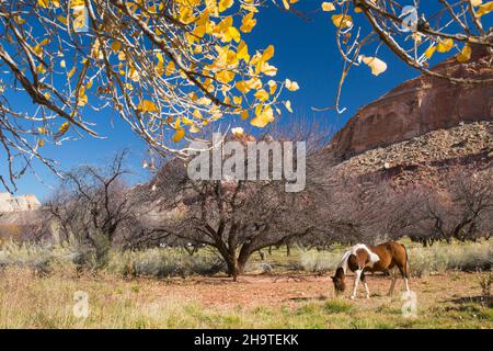 Fruita, Capitol Reef National Park, Utah, USA. Im Herbst grasen unter den Klippen auf dem Feld neben dem Fremont River Trail spießende Pferde. Stockfoto