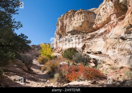 Fruita, Capitol Reef National Park, Utah, USA. Blick auf die steilen, zerklüfteten Klippen des Waterpocket Fold vom Hickman Bridge Trail im Herbst. Stockfoto