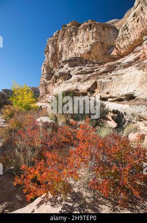 Fruita, Capitol Reef National Park, Utah, USA. Blick auf die steilen, zerklüfteten Klippen des Waterpocket Fold vom Hickman Bridge Trail im Herbst. Stockfoto