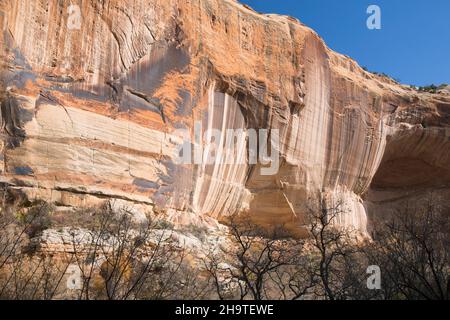 Grand Staircase-Escalante National Monument, Utah, USA. Die durchstreifte Navajo-Sandsteinwand des Calf Creek Canyon. Stockfoto