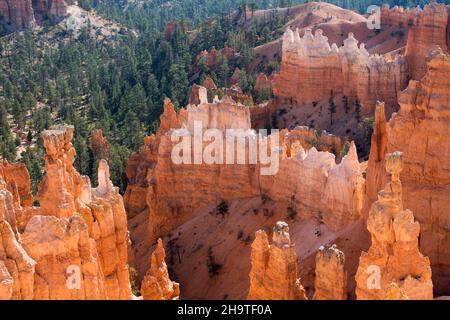 Bryce Canyon National Park, Utah, USA. Blick über die hoch aufragenden Hoodoos im Queen's Garden vom Navajo Loop Trail unterhalb des Sunset Point. Stockfoto