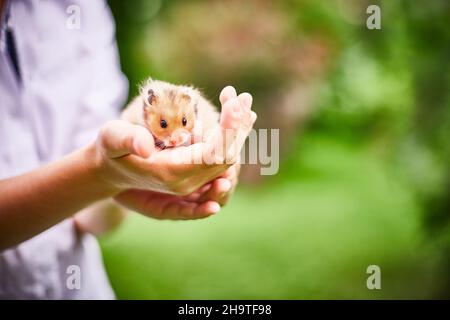 Orangefarbener Hamster in den Händen eines Jungen an einem sonnigen Sommertag. Grünes Gras Hintergrund. Geringe Schärfentiefe. Speicherplatz kopieren. Stockfoto