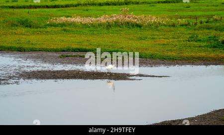 Nahaufnahme eines eurasischen Löffelbills (Platalea leucorodia) alias Common Löffelbills, der seinen Kopf gegen den Rücken kreischt Stockfoto