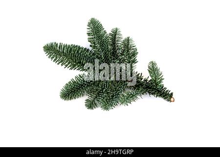 Blauer Tannenzweig isoliert auf weiß. Weihnachtsdekoration Pflanze. Abies procera. Stockfoto