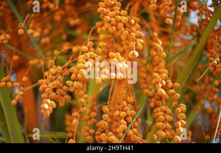 Pindo Gelee Palme (butia capitata) gelbe Früchte, Nahaufnahme Makro Detail Stockfoto