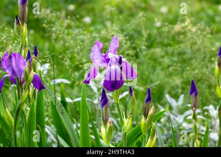 Leuchtend lila, weiß, blau und violett blühende Iris Xiphium (Zwiebelriris, sibirica) blüht auf grünen Blättern und Grashintergrund im Garten in spr Stockfoto