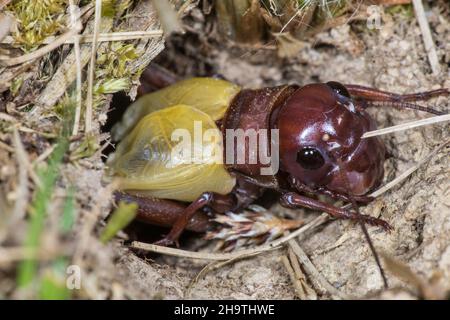 Cricket-Feld (Gryllus campestris), nach Enthäutung, Deutschland Stockfoto