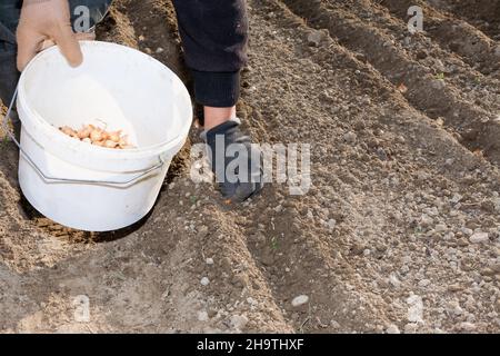 Frauenhand in Handschuhen. Pflanzen Sie einen Garten. Sie können den weißen Eimer und die Zwiebelzwiebeln darin sehen. Stockfoto