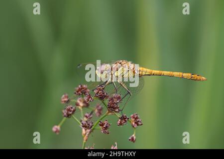 Vagrant sympetrum (Sympetrum vulgatum), Männchen sitzt auf blühendem Rausch, Niederlande, Overijssel, Weerribben-Wieden Nationalpark Stockfoto