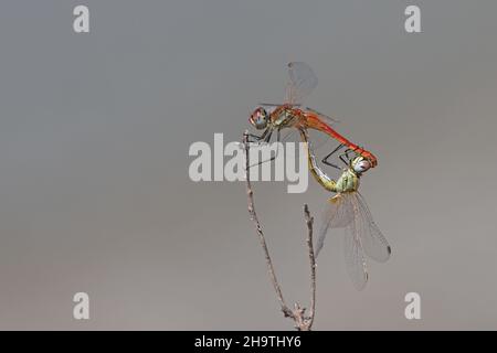 Rotadernsympetrum, Rotaderndarter (Sympetrum fonscolombii, Sympetrum fonscolombei), Gegenrad, Spanien, Andalusien, Sanlucar de Barrameda Stockfoto