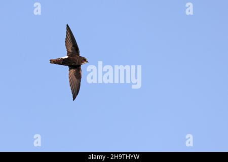 Hausflink, kleiner Swift (Apus affinis), im Flug, Spanien, Andalusien Stockfoto