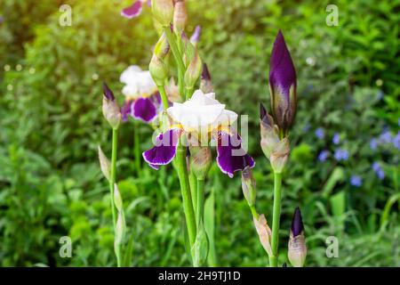 Leuchtend lila, weiß, blau und violett blühende Iris Xiphium (Zwiebelriris, sibirica) blüht auf grünen Blättern und Grashintergrund im Garten in spr Stockfoto