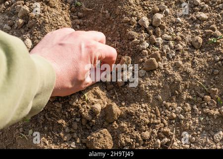 Die Hand des Mannes in Handschuhen. Pflanzen Sie einen Garten. Man kann sehen, wie die Hand des Menschen Zwiebelbirnen in die Erde setzt. Stockfoto