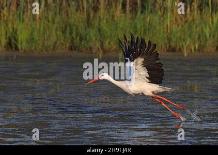 Weißstorch (Ciconia ciconia), ausgehend vom Wasser, Niederlande, Overijssel, Weerribben-Wieden Nationalpark Stockfoto