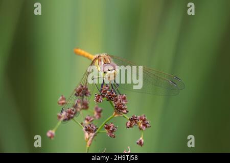 Vagrant sympetrum (Sympetrum vulgatum), Männchen sitzt auf blühendem Rausch, Niederlande, Overijssel, Weerribben-Wieden Nationalpark Stockfoto