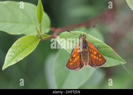 Große Skipperin (Ochlodes venatus, Ochlodes venata, Ochlodes sylvanus), Weibchen sitzend auf einem brechenden Sanddorn, Blick von oben, Niederlande, Friesland Stockfoto