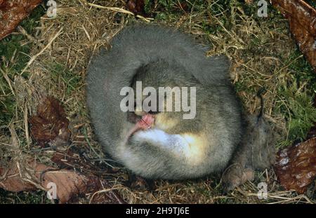 Essbare Siebenschläfer, essbare Siebenschläfer, fette Siebenschläfer, Eichhörnchen-Schwanz-Siebenschläfer (Glis glis), hält Winterschlaf, Deutschland Stockfoto