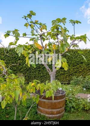 Essbare Feige, Gemeine Feige, Figtree (Ficus carica), Containerpflanze im Botanischen Garten, Deutschland, Hamburg Stockfoto