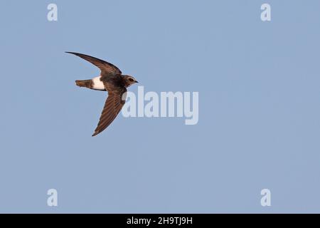 Hausflink, kleiner Swift (Apus affinis), im Flug, Spanien, Andalusien Stockfoto