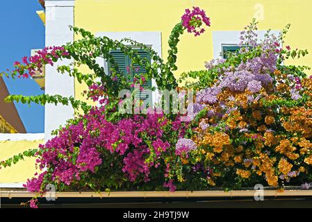 Papierpflanze, vier Uhr (Bougainvillea-Hybride), Blumen im kleinen Dorf, Griechenland, Ionische Inseln, Kefalonia, Fiskardo Stockfoto