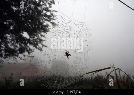 Spinnen (Araneae), Spinne in einem Spinnennetz, das im dichten Nebel mit Tau bedeckt ist, Frankreich, Bretagne, Departement Cotes-d’Armor, Erquy Stockfoto