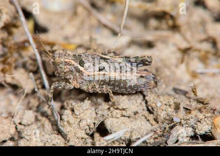 Gewöhnlicher Erdhopper (Tetrix undulata, Tetrix vittata), sitzt auf dem Boden, Deutschland Stockfoto