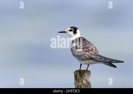 Schwarze Seeschwalbe (Chlidonias niger), Jugendliche sitzt auf einem Posten im Wasser, Niederlande, Friesland Stockfoto