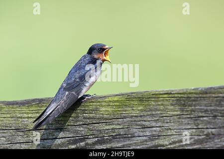 Stallschwalbe (Hirundo rustica), vollwertiger Jungvögel, der am Zaun nach Futter ruft, Niederlande, Friesland Stockfoto
