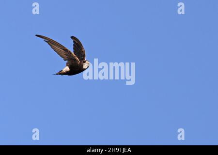 Hausflink, kleiner Swift (Apus affinis), im Flug, Spanien, Andalusien Stockfoto