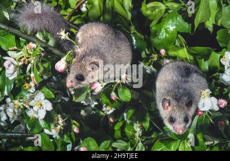 Essbare Siebenschläfer, essbare Siebenschläfer, fette Siebenschläfer, Eichhörnchen-Schwanzmaus (Glis glis), zwei essbare Siebenschläfer auf einem blühenden Apfelbaum, Deutschland Stockfoto