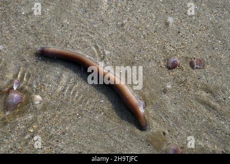 Europäischer Lug Wurm, Blow Lug, Lugworm (arenicola Marina), bei Ebbe am Strand, Blick von oben, Frankreich, Bretagne, Département Côtes-d’Armor , Stockfoto