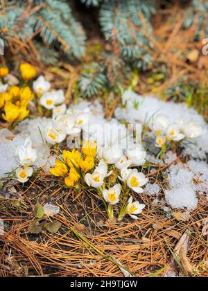 Erste zarte Primeln, Draufsicht. Blühende wilde weiße und gelbe Krokusse im Wald, Frühlingsblumen im Schnee Stockfoto