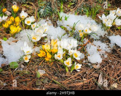 Erste bunte Primeln, wilde Krokusse im Schnee, Draufsicht. Konzept der ersten Frühlingspflanzen, Jahreszeiten, Wetter Stockfoto