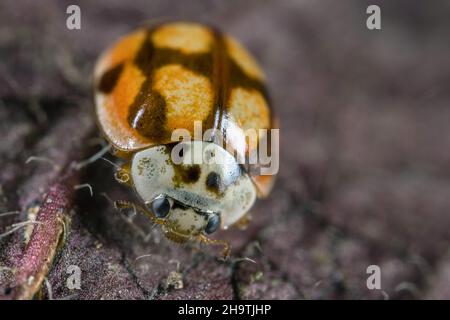 Marienkäfer mit zehn Punkten (Adalia decempunctata), Farbmorph, Deutschland Stockfoto