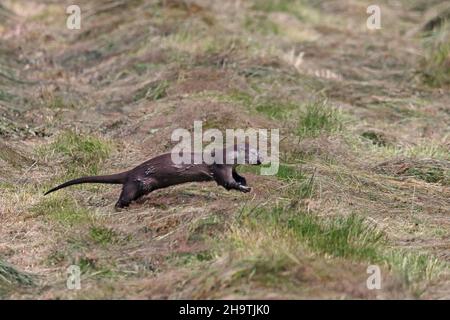 Europäischer Flussotter, Europäischer Otter, Eurasischer Otter (Lutra lutra), junges Tier, das am Seeufer läuft, Seitenansicht, Niederlande, Overijssel, Stockfoto