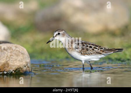 Kleiner Stint (Calidris minuta), in jungem Gefieder, der in seichtem Wasser, Spanien, Andalusien, Bolonia, Nahrungssuche macht Stockfoto