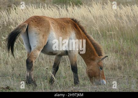 Przewalskis Pferd (Equus przewalski), Weidelpferd, Deutschland Stockfoto