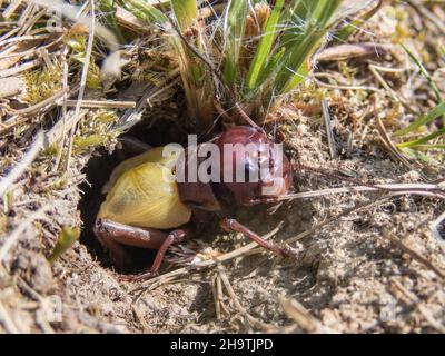 Cricket-Feld (Gryllus campestris), nach Enthäutung, Deutschland Stockfoto