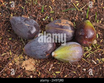 Essbare Feigen, Gemeine Feige, Figtree (Ficus carica), reife Feigen im Boden Stockfoto
