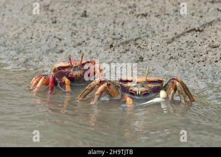 Marokkanische Fiddler-Krabbe, Europäische Fiddler-Krabbe (Uca tangeri), Paar, das am Ufer läuft, Vorderansicht, Spanien, Andalusien, Sanlucar de Barrameda Stockfoto