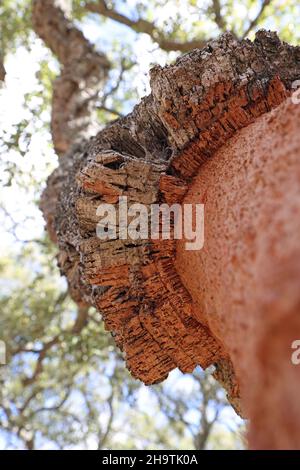 korkeiche (Quercus suber), alte dicke Korkrinde an einem gerade geschälten Stamm, Spanien, Andalusien, Los Alcornocales Stockfoto