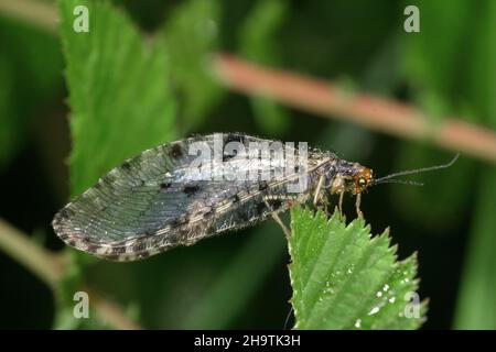 Osmylidfliege, riesiger Fliederstrom (Osmylus fulvicephalus, Osmylus chrysops), sitzt auf einem Blatt, Deutschland Stockfoto