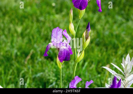 Leuchtend lila, weiß, blau und violett blühende Iris Xiphium (Zwiebelriris, sibirica) blüht auf grünen Blättern und Grashintergrund im Garten in spr Stockfoto