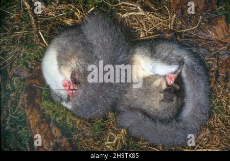 Essbare Siebenschläfer, essbare Siebenschläfer, fette Siebenschläfer, Eichhörnchen-Schwanz-Siebenschläfer (Glis glis), zwei essbare Siebenschläfer im Winterschlaf, Deutschland Stockfoto