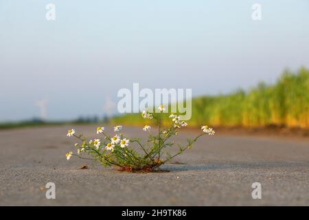 Maiskamille (Anthemis arvensis), blüht auf einem Pfad, Niederlande, Groningen Stockfoto